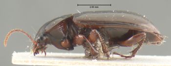Media type: image;   Entomology 31227 Aspect: habitus lateral view